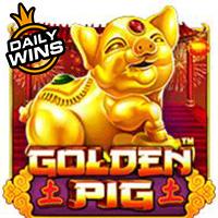 Golden Pig 